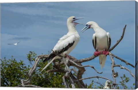 Framed Pair of Red-Footed Boobies, Seychelles Print