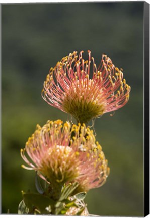 Framed Pincushion Flowers, Cape Town, South Africa Print