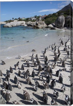 Framed South Africa, Cape Town, Simon&#39;s Town, Boulders Beach African Penguin Colony Print