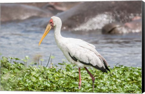 Framed Woolly-Necked Stork Print