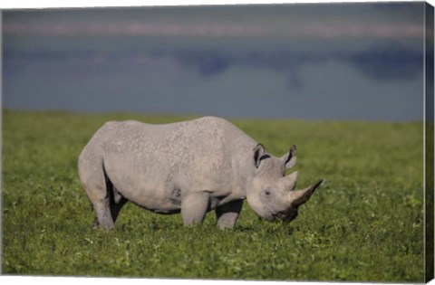 Framed Black Rhinoceros at Ngorongoro Crater, Tanzania Print