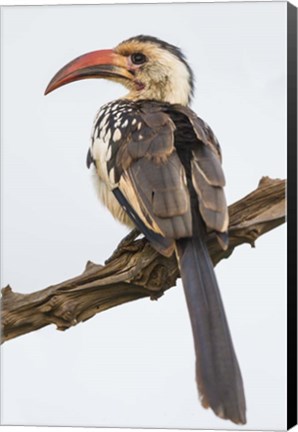 Framed Red-Billed Hornbill, Serengeti National Park, Tanzania Print