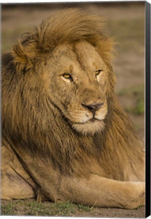 Framed Male African Lion at Ndutu, Serengeti National Park, Tanzania Print