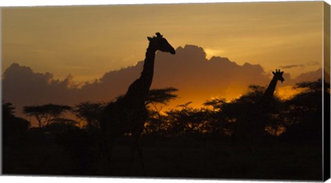 Framed Masai Giraffes at Sunset at Ndutu, Serengeti National Park, Tanzania Print