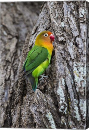 Framed Fischer&#39;s Lovebird in Serengeti National Park, Tanzania Print