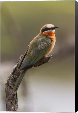 Framed White-Fronted Bee-Eater, Serengeti National Park, Tanzania Print