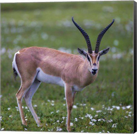 Framed Grant&#39;s Gazelle, Serengeti National Park, Tanzania Print