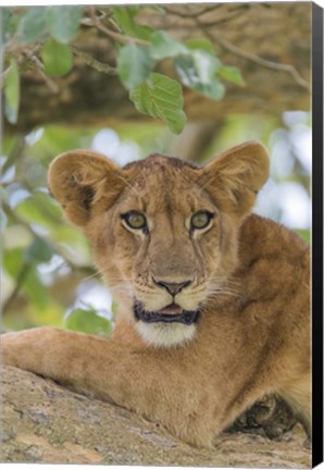 Framed Uganda, Ishasha, Queen Elizabeth National Park Lioness in tTree Print