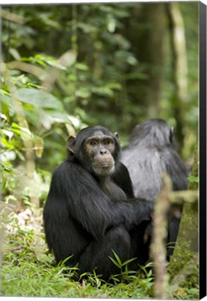 Framed Uganda, Kibale National Park, Young Male Chimpanzee Print