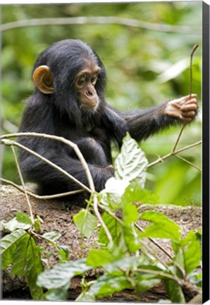 Framed Uganda, Kibale National Park, Infant Chimpanzee Print