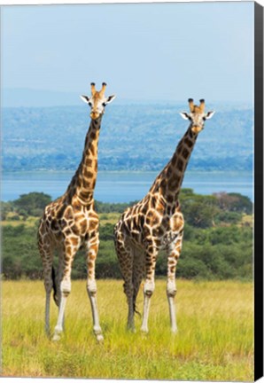 Framed Giraffes on the Savanna, Murchison Falls National park, Uganda Print