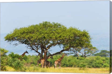 Framed Giraffes Under an Acacia Tree on the Savanna, Uganda Print