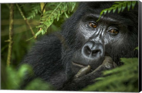 Framed Mountain Gorilla, Bwindi Impenetrable Forest, Uganda Print