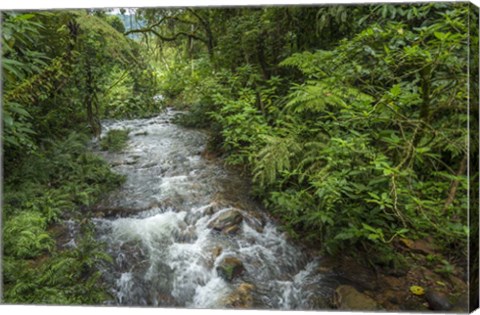 Framed Bwindi Impenetrable Fores,t Uganda Print