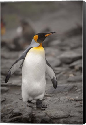 Framed Antarctica, King Penguin Print