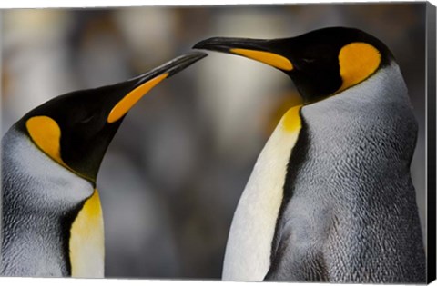 Framed Antarctica, South Georgia, King Penguin Pair Print