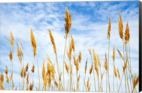 Framed Wheat Blowing in the Wind Print