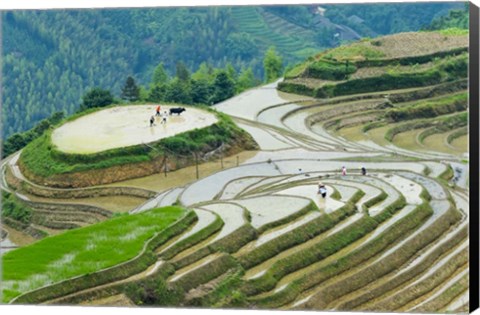 Framed Rice Terrace with Water Buffalo, Longsheng, Guangxi Province, China Print