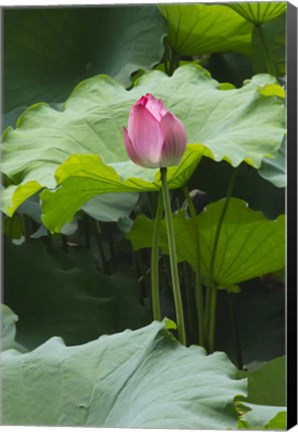 Framed Lotus in a pond, Suzhou, Jiangsu Province, China Print