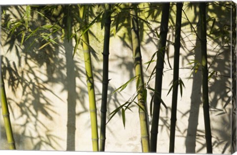 Framed Bamboo Casting Shadows, Suzhou, Jiangsu Province, China Print