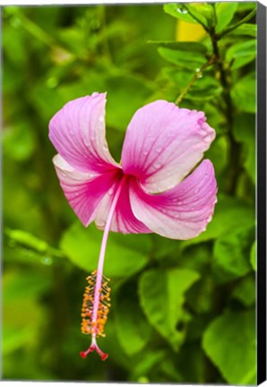 Framed Ranthambore, Rajasthan, India, Hibiscus Flower Print