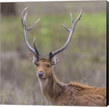 Framed Southern Wwamp Deer at Kanha Tiger reserve, India Print