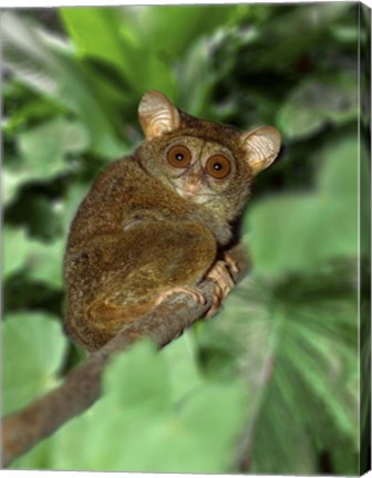 Framed Close-up of Tarsier on Limb, Bali, Indonesia Print