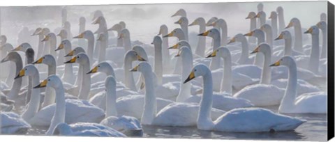 Framed Whooper Swans, Hokkaido, Japan Print