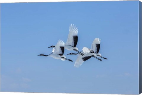 Framed Japanese Cranes Flying Print