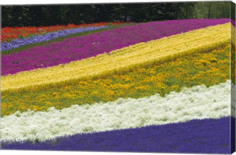 Framed Colorful Flowers in a Lavender farm, Furano, Japan Print