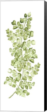 Framed Botanical Fern Single IV Print