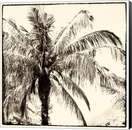 Framed Palm Tree Sepia III Print