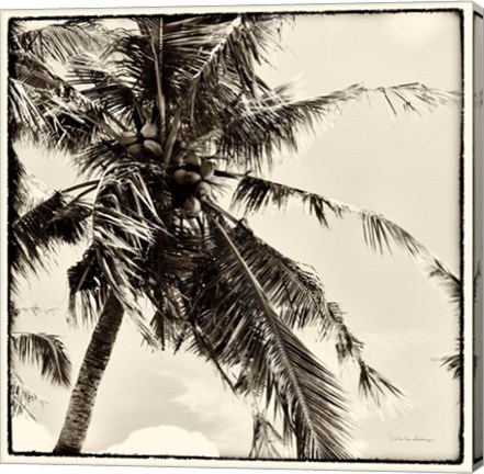 Framed Palm Tree Sepia II Print