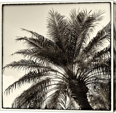 Framed Palm Tree Sepia I Print