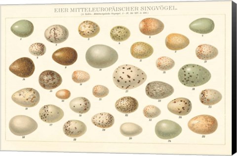 Framed Song Bird Egg Chart v2 Print