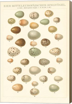 Framed Songbird Egg Chart Print
