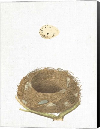 Framed Spring Nest III Print