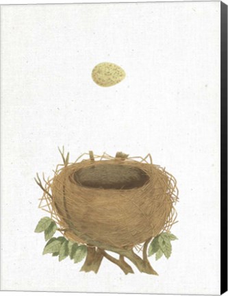 Framed Spring Nest II Print