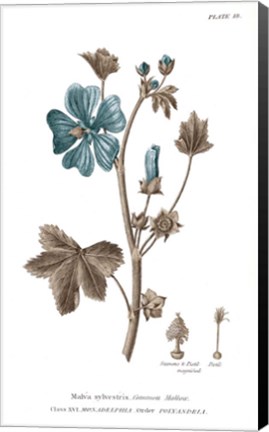 Framed Conversations on Botany VII on White with Blue Print