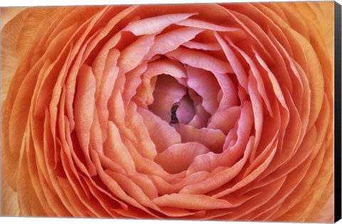 Framed Amber Orange Persian Buttercup Flower Print