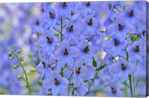 Framed Blue Larkspur Flowers Print