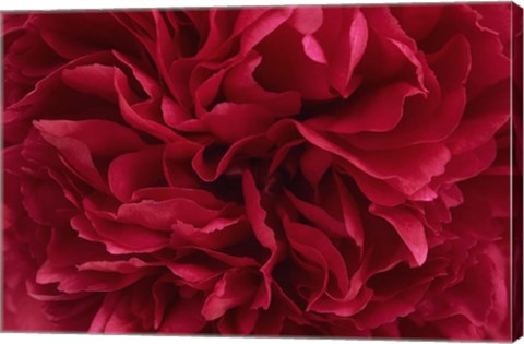 Framed Carmine Red Peony Flower Print