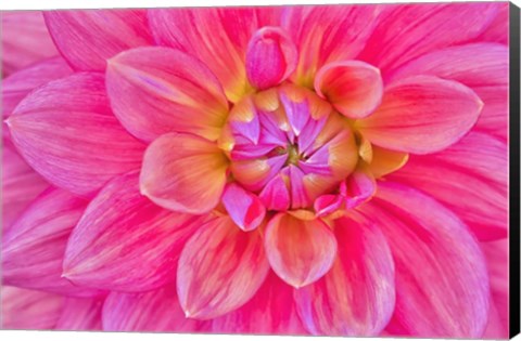 Framed Cerise-Pink Dahlia Flower Print