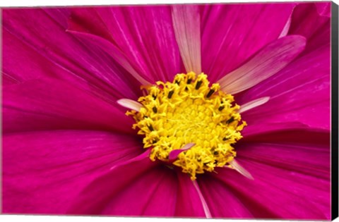 Framed Crimson Pink Cosmos Flower Print