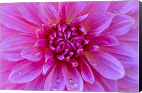 Framed Fuchia-Pink Dahlia Print