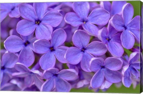 Framed Lilac Flower Print