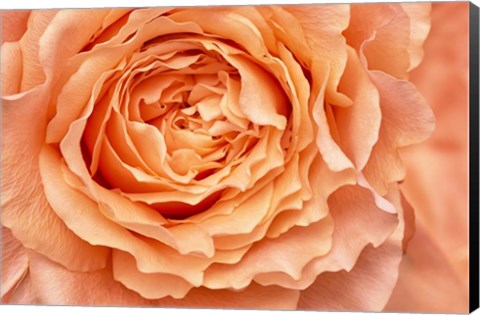 Framed Orange Rose Close Up Print