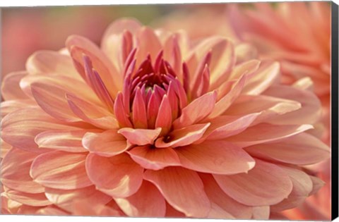 Framed Peach Colored Dahlia Flower Print