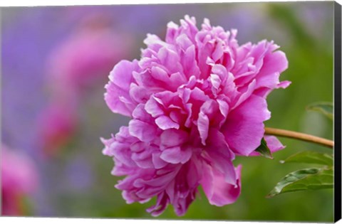 Framed Peony Flower Print