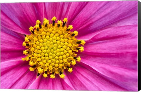 Framed Pink And Yellow Cosmos Flower Print